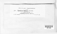 Acanthophysium oakesii image